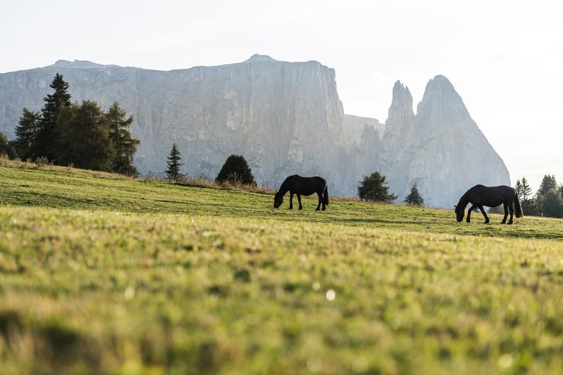 Alpe di Siusi